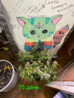 Ну что? Дос-ви-дос трезвая жизнь! 4.0