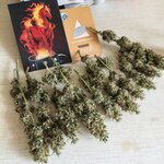 З∆будк∆-Quееn