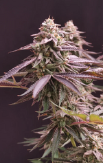 Привет, я Брюююс!