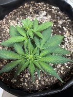 Растим, пока не отчислят 2