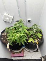 Второй гров , помогайте братцы ))