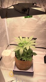 Лунный камень “Blackberry Moonrocks”на кокосе и органике от BIOBIZZ