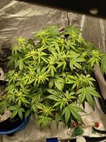 Две подружки убивашки,или приключения инвалида в мире грова часть вторая