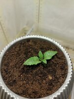 11 бедных роз