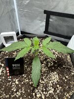 Пробуем КБД сорт Apple Betty