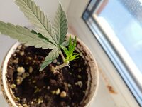 Бомбочка☘️🌲