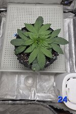 Chita-Chew в кокосовом субстрате на Буйских удобрениях