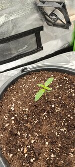 А кому яблочного штруделя))..