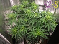 Black Herer, первый гров, вашими молитвами)