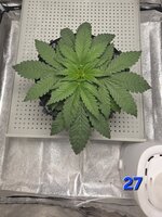 Chita-Chew в кокосовом субстрате на Буйских удобрениях