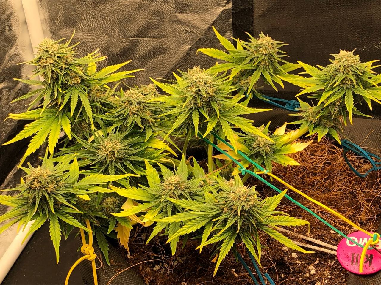 жукжук (1).jpg