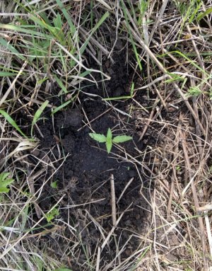 3.06.22лес 2.jpeg