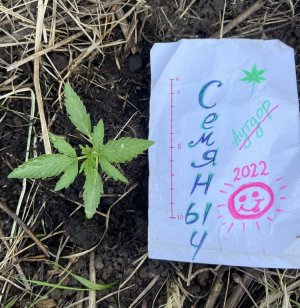 8.06.22лес 2.jpeg