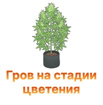 grov na stadiy cveteniya-100.jpg