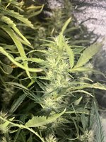 7 — копия — копия.jpg