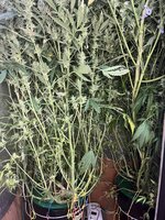 9 — копия.jpg