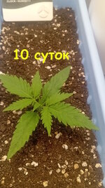 10 сут (1).jpg