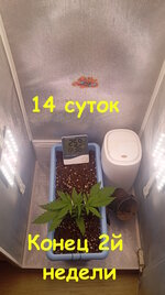 14 сут_2нд (2).jpg