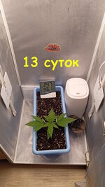 13 сут (2).jpg