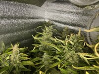 4 — копия.JPG