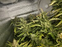 7 — копия.JPG