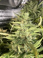 9 — копия.JPG