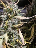 12 — копия.JPG