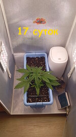 17 сут (1).jpg