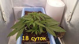 18 сут (3).jpg