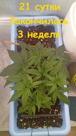 21 сут (3).jpg