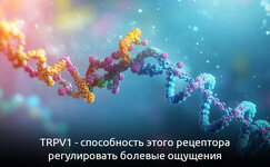 trpv1-vorota-k-oblegcheniyu-boli__8s6mNwcijTHh3AIe.jpg