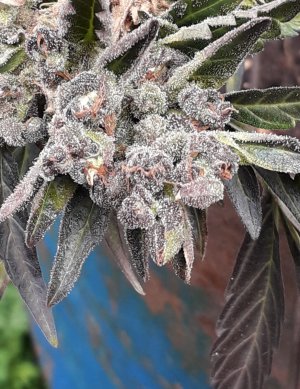 zkittlez-auto-fem-cali-buds-seeds__KdT4Cd1ekhdLIVk7.jpg