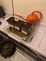 IMG_4452.jpeg