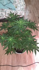 IMG_5461.jpeg