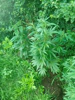 IMG_20260621_195339.jpg
