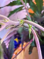IMG_3320.jpeg