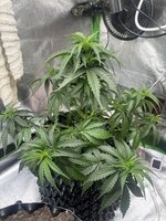 IMG_6269.jpeg