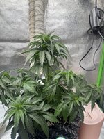 IMG_6270.jpeg