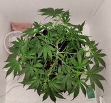 Day 35 20.08.jpg
