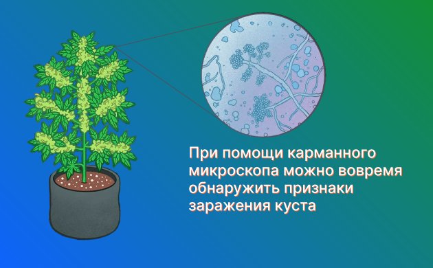 Как обнаружить плесень на кусте конопли