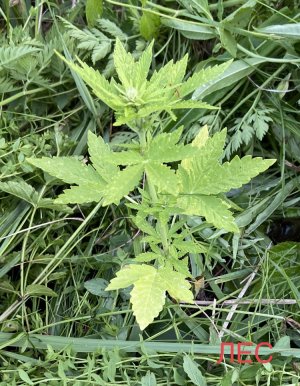 03.07.22лес 2.jpeg