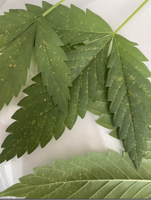 Снимок экрана 2022-07-07 в 11.04.21.png