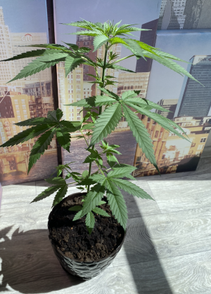 Снимок экрана 2022-07-07 в 11.04.09.png