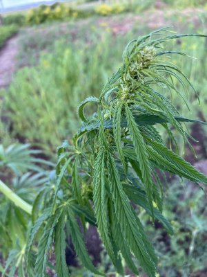 2B248FC2-C95B-4491-BE2D-3B535501B29E.jpeg 2B248FC2-C95B-4491-BE2D-3B535501B29E.jpeg