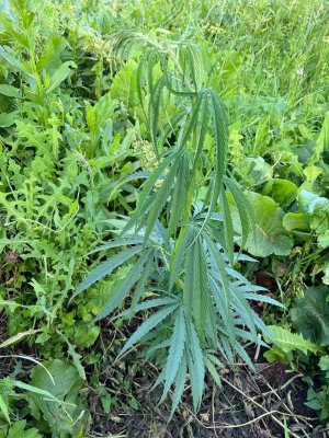 14341CF4-7B5B-413F-9B95-B92E9BBD737B.jpeg 14341CF4-7B5B-413F-9B95-B92E9BBD737B.jpeg