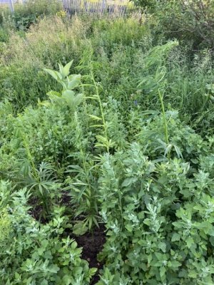 940045C3-2582-47F1-8C44-5FDD3D268E92.jpeg 940045C3-2582-47F1-8C44-5FDD3D268E92.jpeg