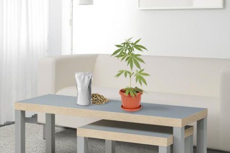 как выращивать семена конопли