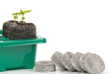 проращивание семян конопли