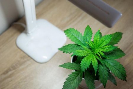 вегетация конопли