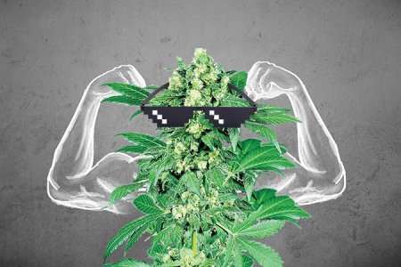 Вегетация конопли